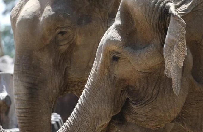 Fallece "Tammy" la elefante longeva del Zoológico de Zacango || Mejoró su vida en 2014 después de años de vivir en un circo